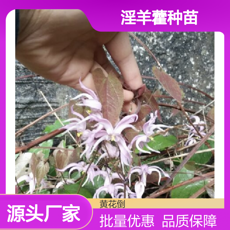 淫羊藿种苗 基地直供 批发采购 成活率高 药效强劲