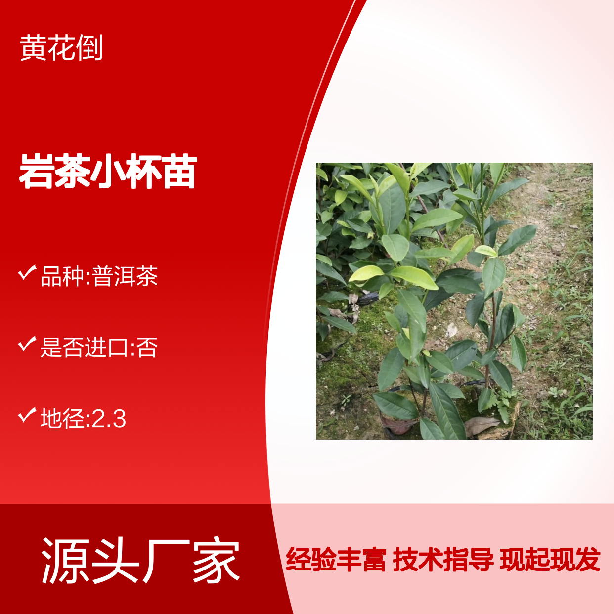 现起现发武夷岩茶小杯苗 全程技术指导十几年苗木培育经验