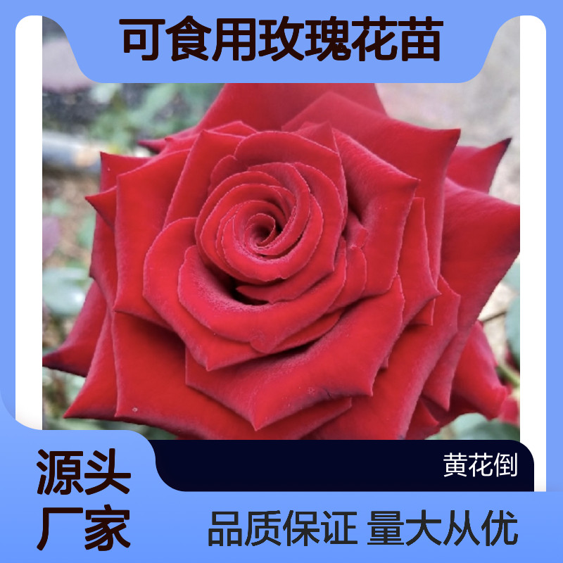可食用玫瑰花苗 批发基地直供 香气浓郁 绿化优选