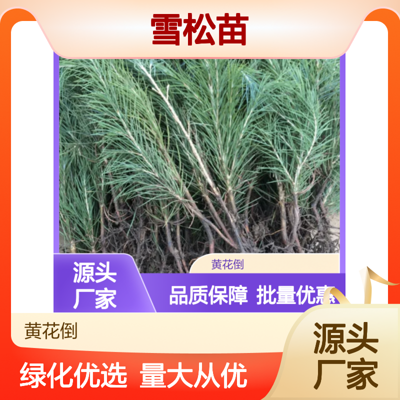 雪松苗基地直供 园林观赏绿化树种 适应性强 防尘减噪