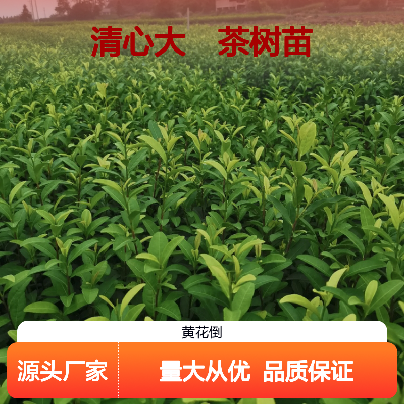 清心大冇茶树苗 百年种植传统 批量供应 品质优良