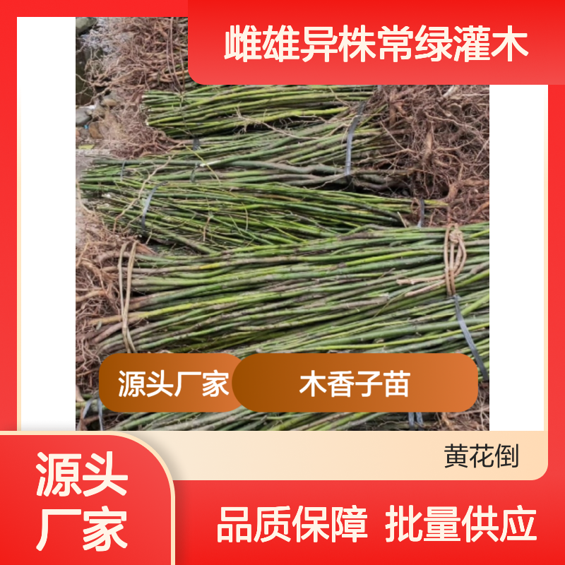 木香子苗 雌雄异株常绿灌木 批发供应 生长旺盛