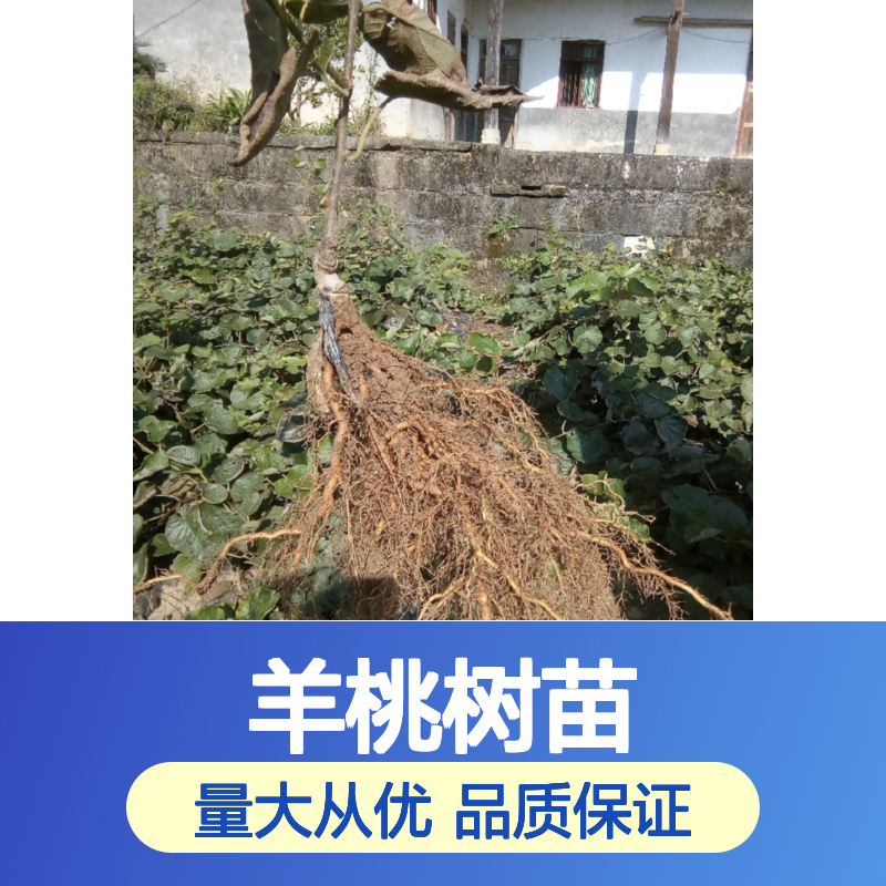 批发羊桃树苗 基地直发 品种纯正 口感甜酸 风味较好