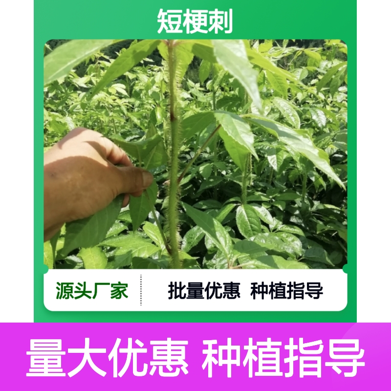 短 成活率高 园林绿化 增强景观 山地适用 诚信经营