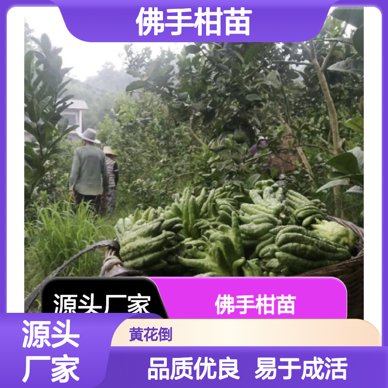 佛手柑苗批发 种植园直售果苗 品质优良 易于成活