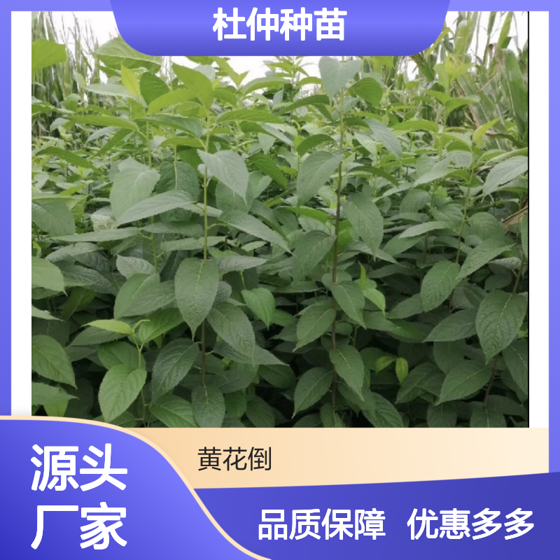 杜仲种苗基地直供 优质杜仲苗批发 高成活率 繁殖迅速