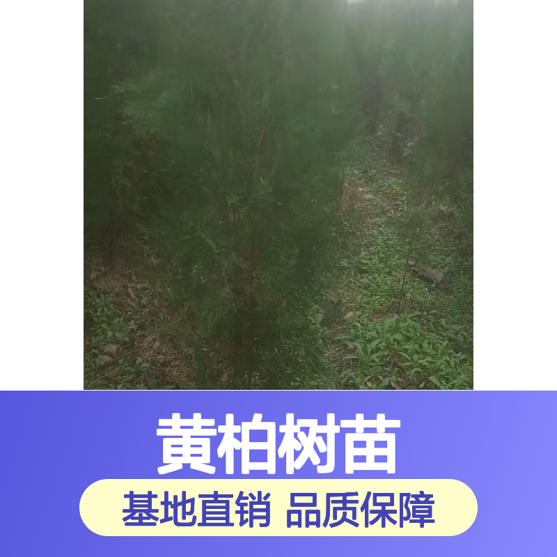 黄柏树苗 耐寒耐旱易栽培 品质优良 生长迅速 抗盐碱强