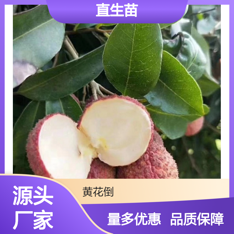 荔枝直生苗 多品种可选 荒山农田易种植 成本低廉