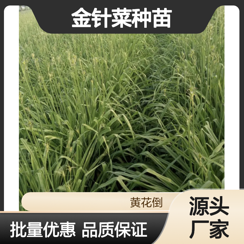 金针菜种苗 批发基地直供 忘忧草种子 观赏性强