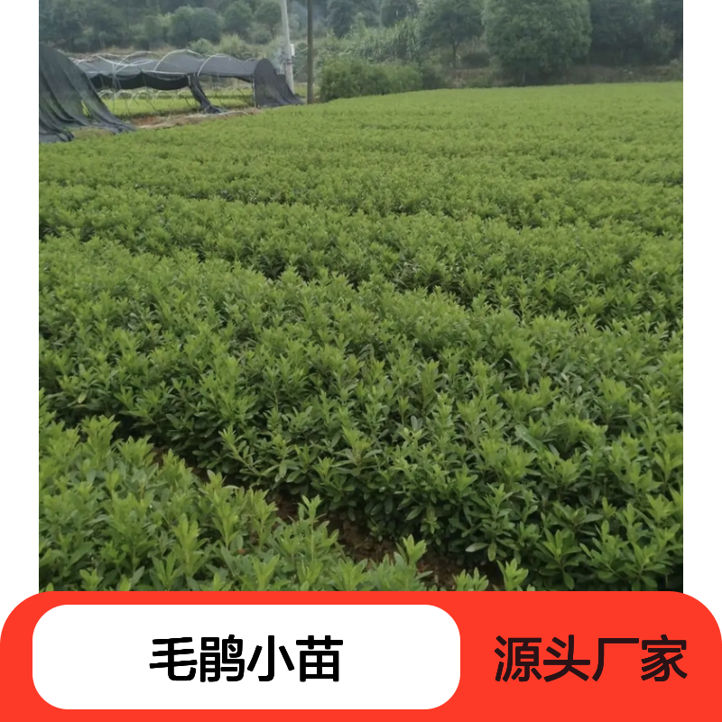 毛鹃小苗 半常绿灌木 园林植物 花多色艳 耐阴性强