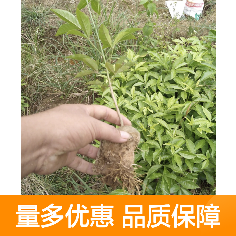 三丫苦小苗 芸香科灌木植物 生长缓慢 适应力强