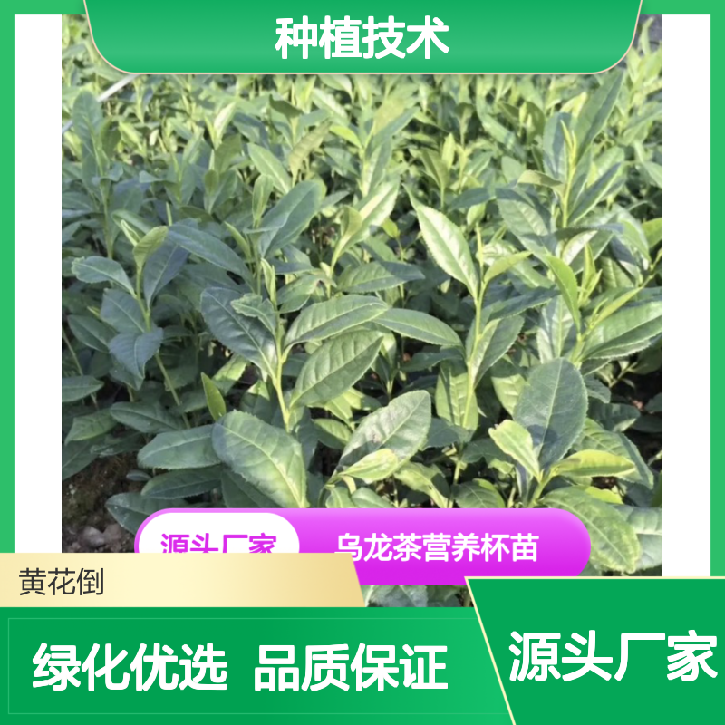 乌 基地直供 种植技术 专业管理 生长良好 健康无害