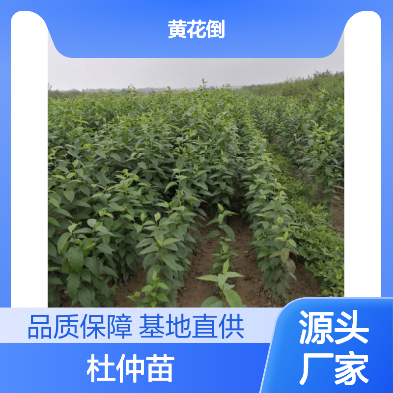 杜仲苗基地直供 优质杜仲种植苗 成活率高 适应性强