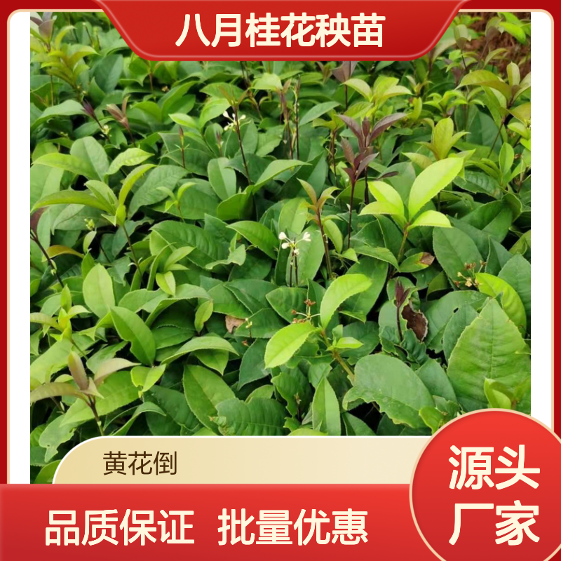 八月桂花秧苗 四季常青 多次开花 生长旺盛 易于种植