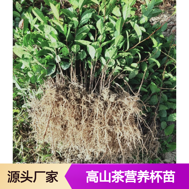 产地直供高山茶营养杯苗 送货上门包邮欢迎来电洽谈经验分享