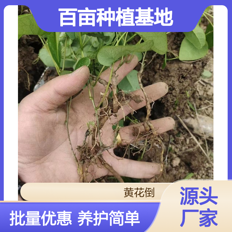 地不容百亩基地 批发种苗 阳台盆栽优选 易于扦插