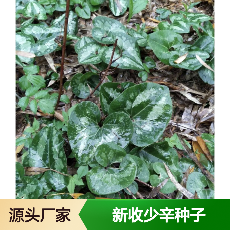 当年新收少辛种子 产地一手货源免费技术指导
