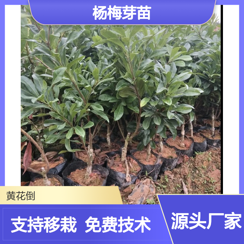 杨梅芽苗 产地直发 种植技术指导 移栽成活高 适应性强