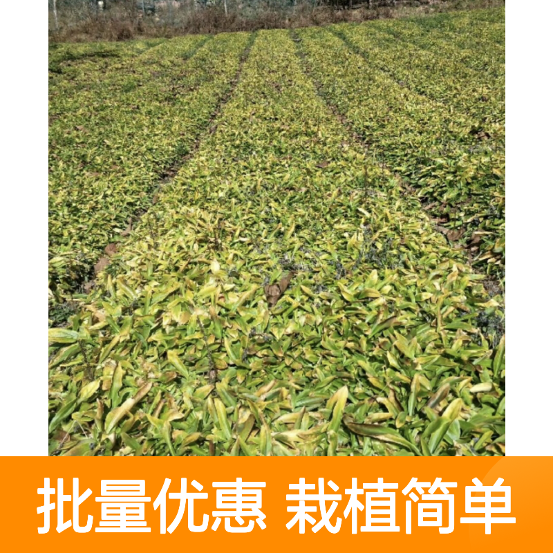 秦艽小苗 基地直供 批量种植 管理便捷 成活率高