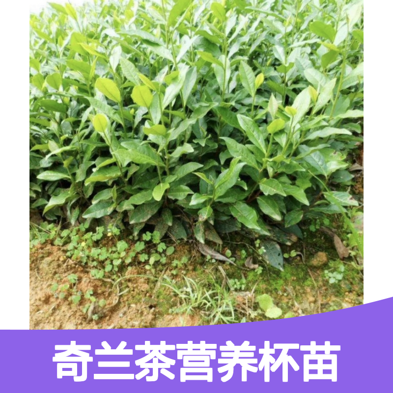 精选白叶奇兰茶苗 营养杯装 产地直供 技术支持