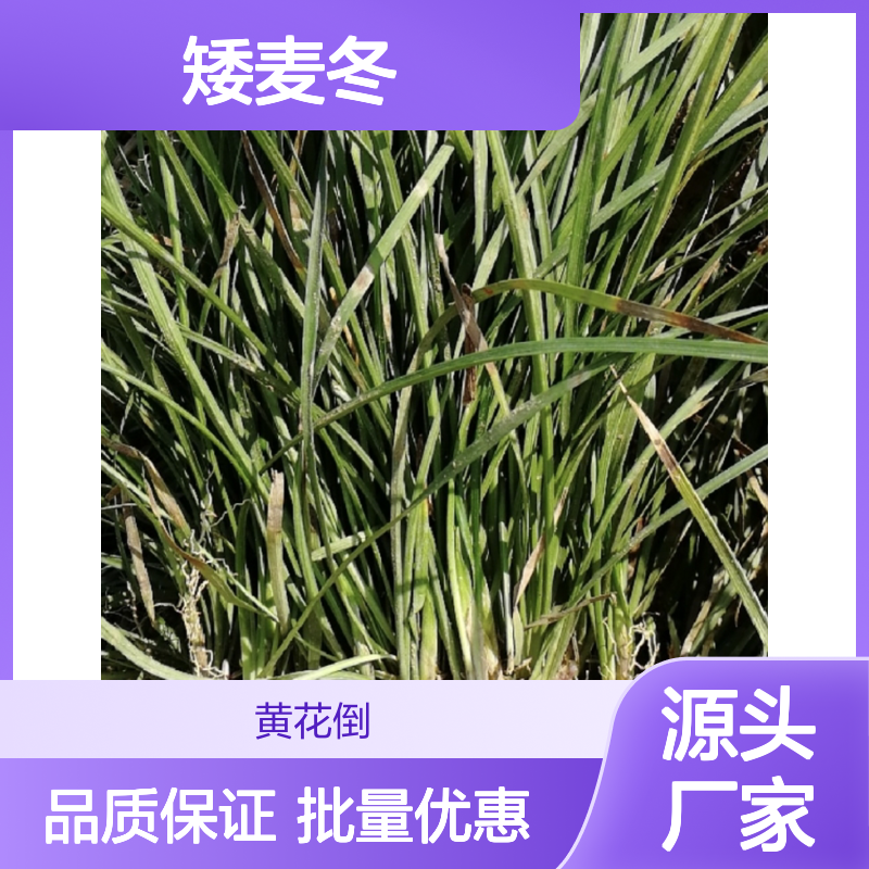 日本矮麦冬 园林绿植优选 批发供应 易于管护 生长迅速