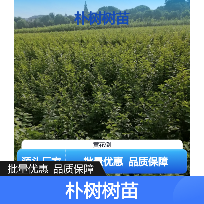 朴树树苗 基地直供 适应性强 管理简单 园林优选