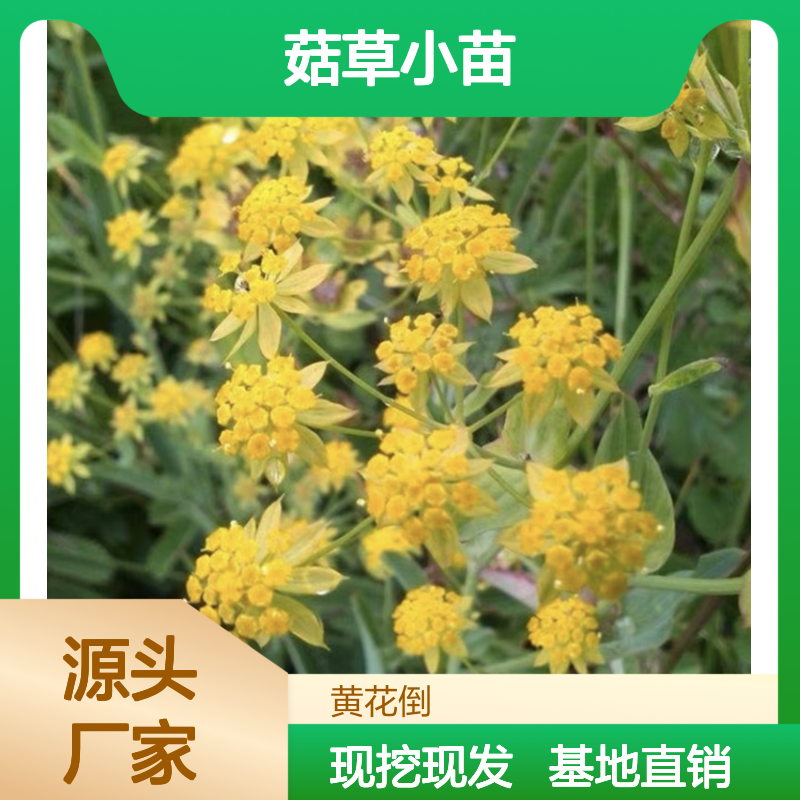 菇草小苗 基地直供 批量优惠 种植专家 品质保证