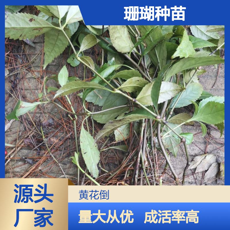 草珊瑚种苗 园林常绿灌木 批发供应 成活率高 繁殖多样