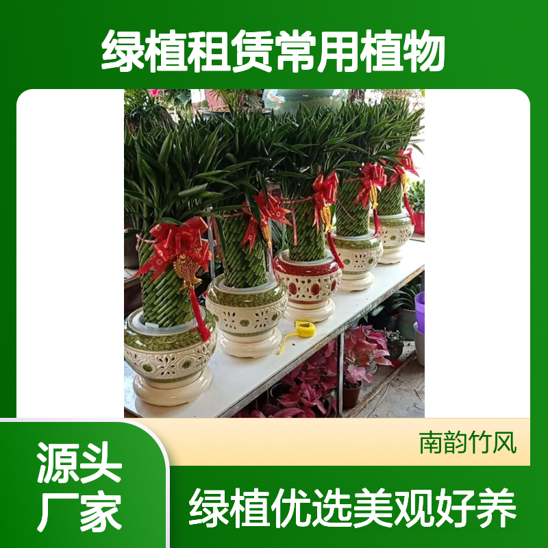 招财竹 室内竹子品种 绿植租赁常用植物 美观好养 南韵竹风