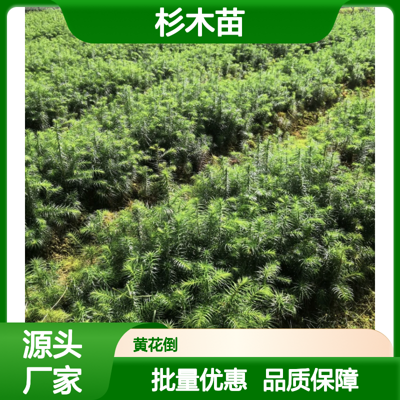 优质杉木苗 批发种植 园林植物常绿乔木 生长快速