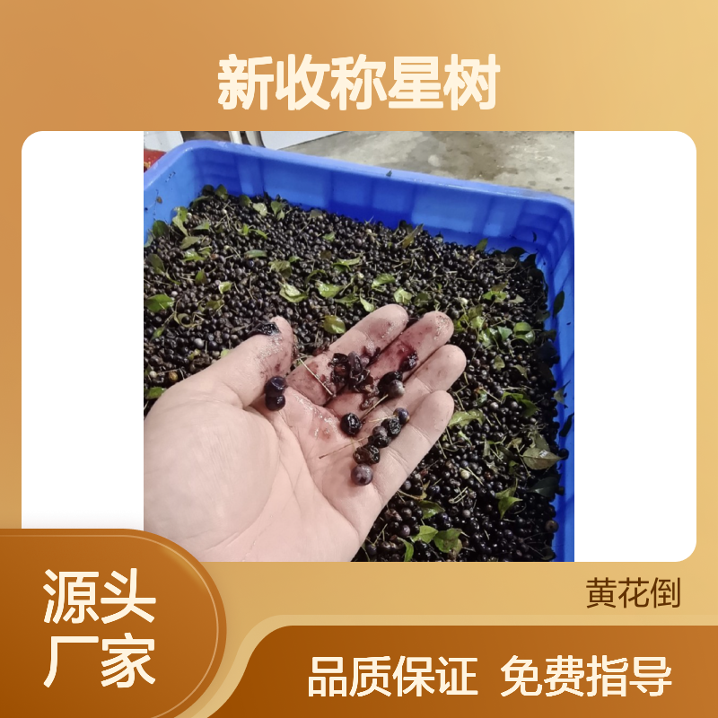 当年新收称星树种子 产地一手货源免费技术指导