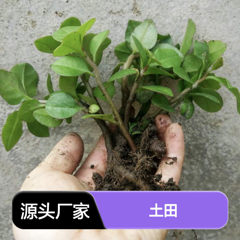 田七种苗批发 种植技术成熟 基地直供 品质优良