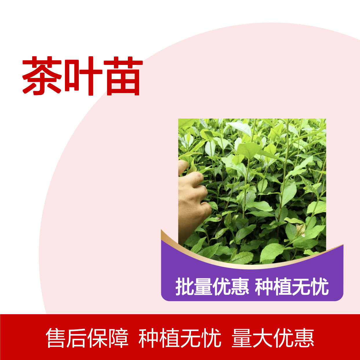 龙井茶种植区 优质茶叶苗 批发供应 生长健壮 适用广泛