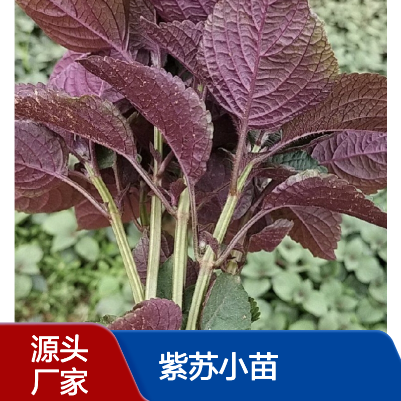 紫苏小苗批发 采收药材优选品种 基地直供 香气浓郁
