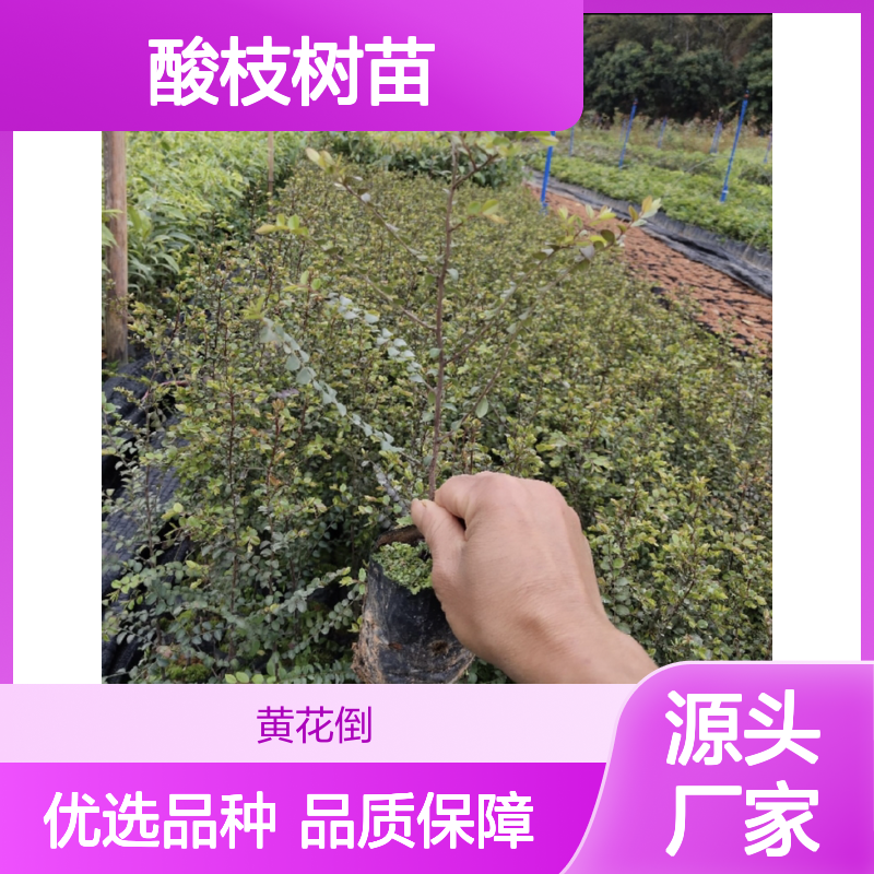 酸枝树苗批发 硬重抗虫害紫檀属 商业价高 改良土壤
