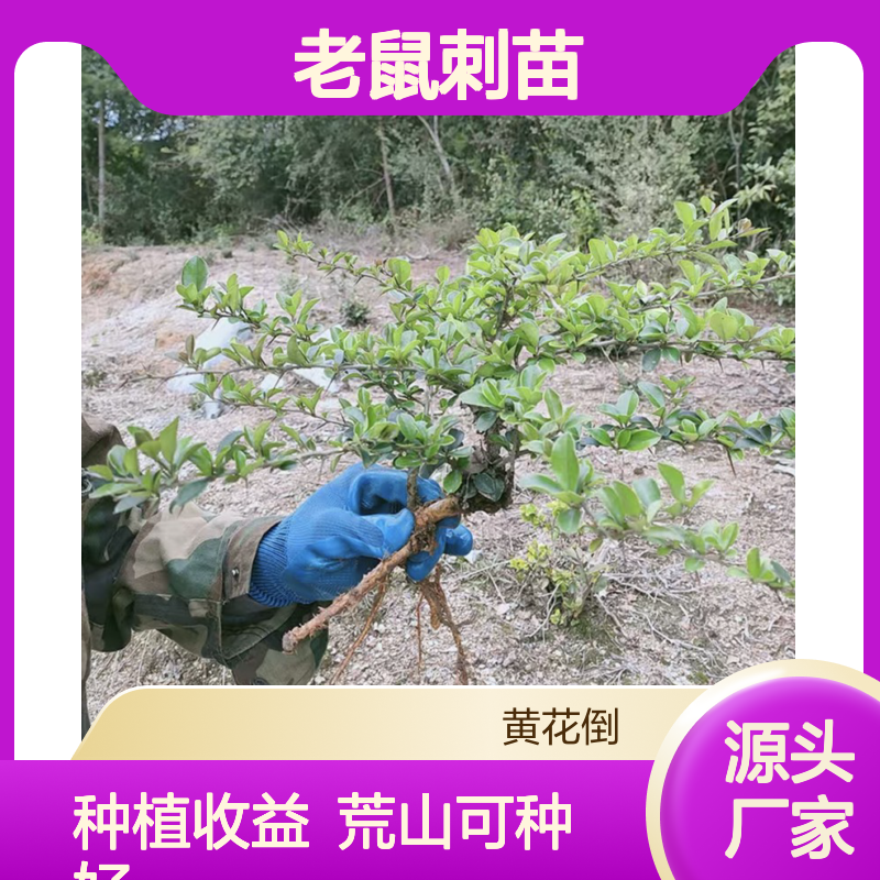 产地一手货源老鼠刺苗 种植收益好荒山农田均可种植