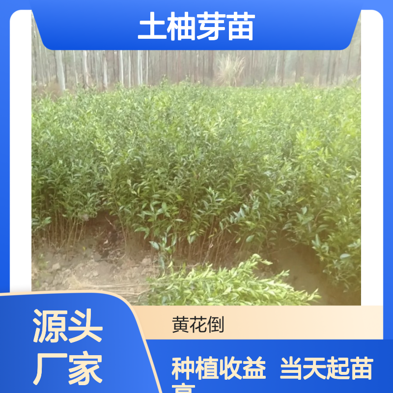 当天起苗当天发土柚芽苗 种植收益好 荒山农田均可种植