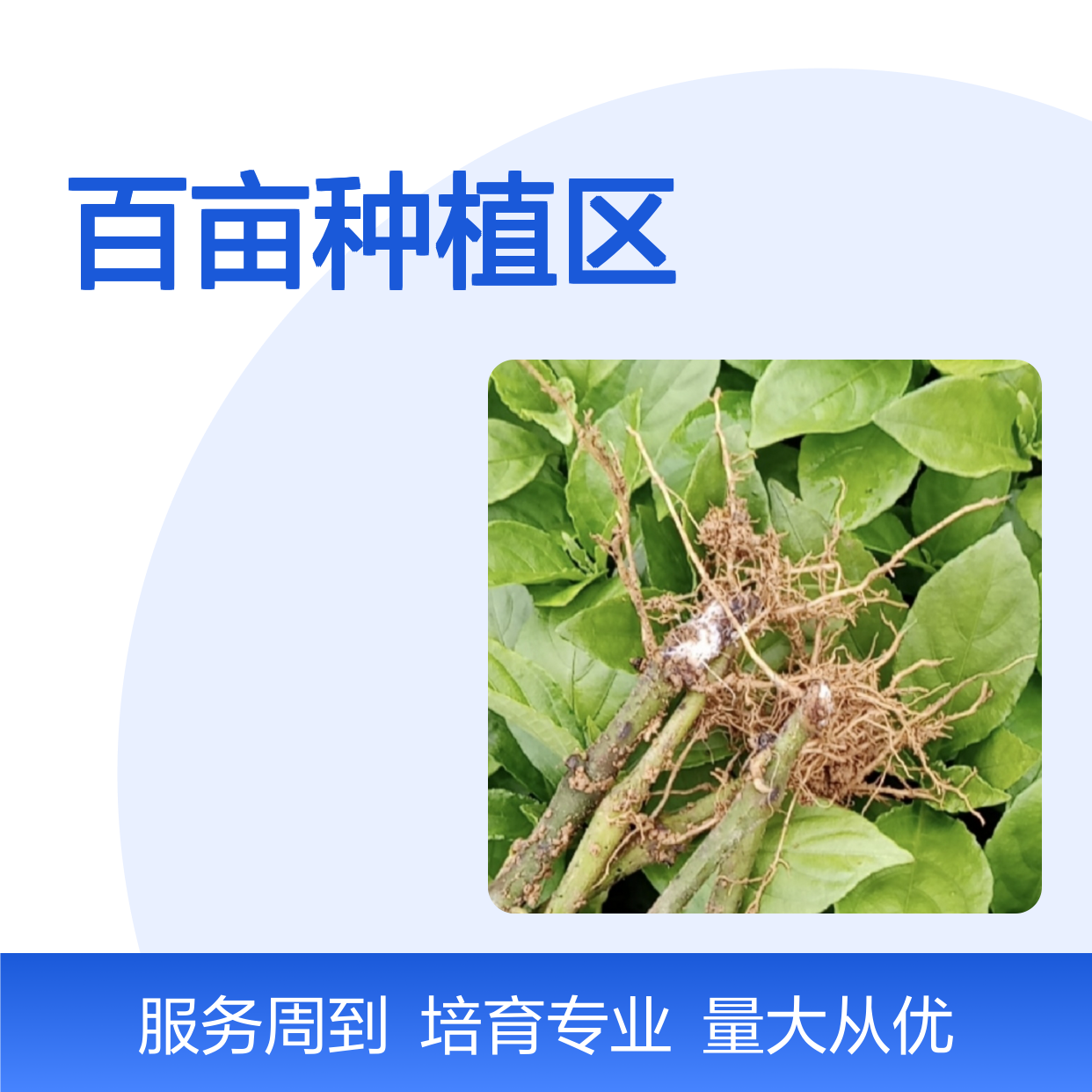 精选山蓝种苗 百亩种植区专业批发 管理规范 生长旺盛