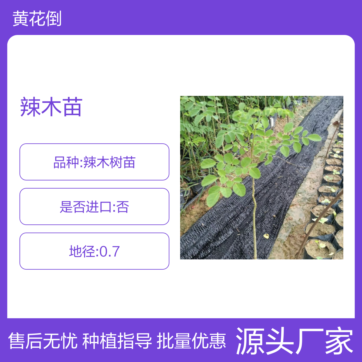 辣木种植区 优质辣木苗 批量供应 高成活率 生长迅速