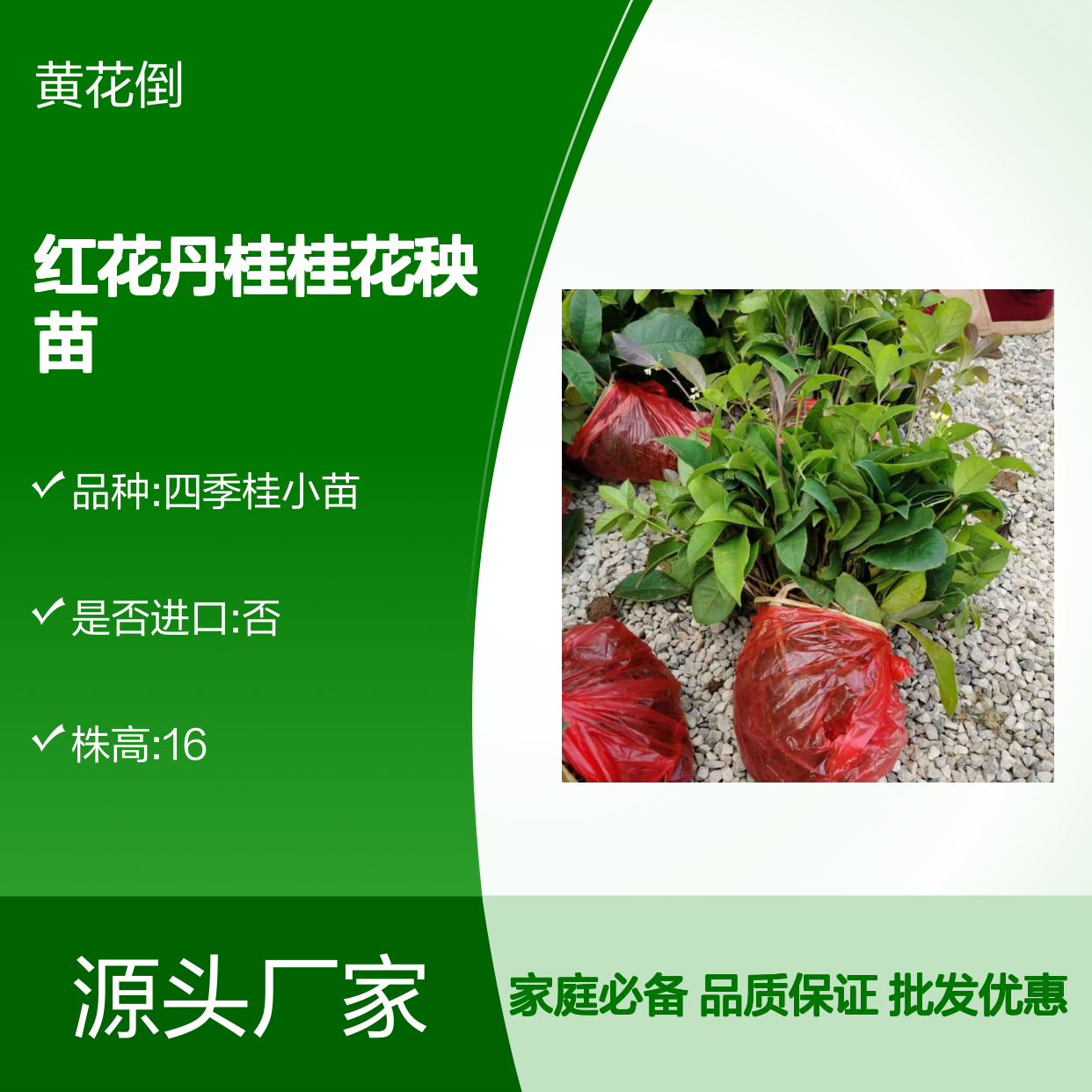 四季桂红花丹桂桂花秧苗 批发供应 清香扑鼻 绿化美化