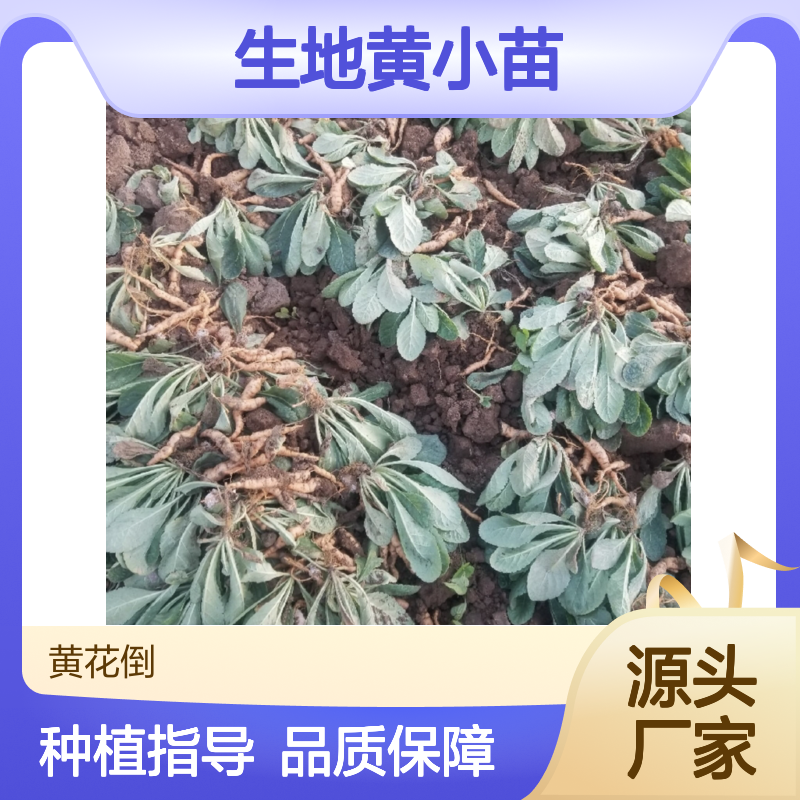 生地黄小苗 园林植物常绿灌木 抗病性强 管理简单
