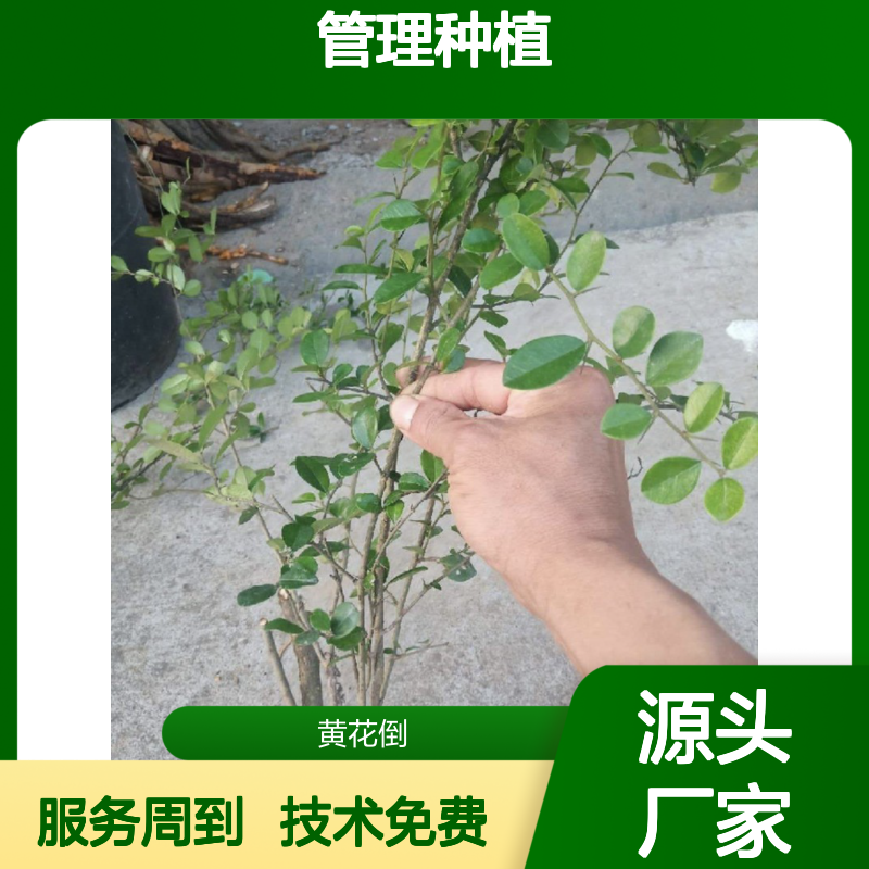 现起现发芝种苗 桑科植物野荔枝树 免费技术 生命力强