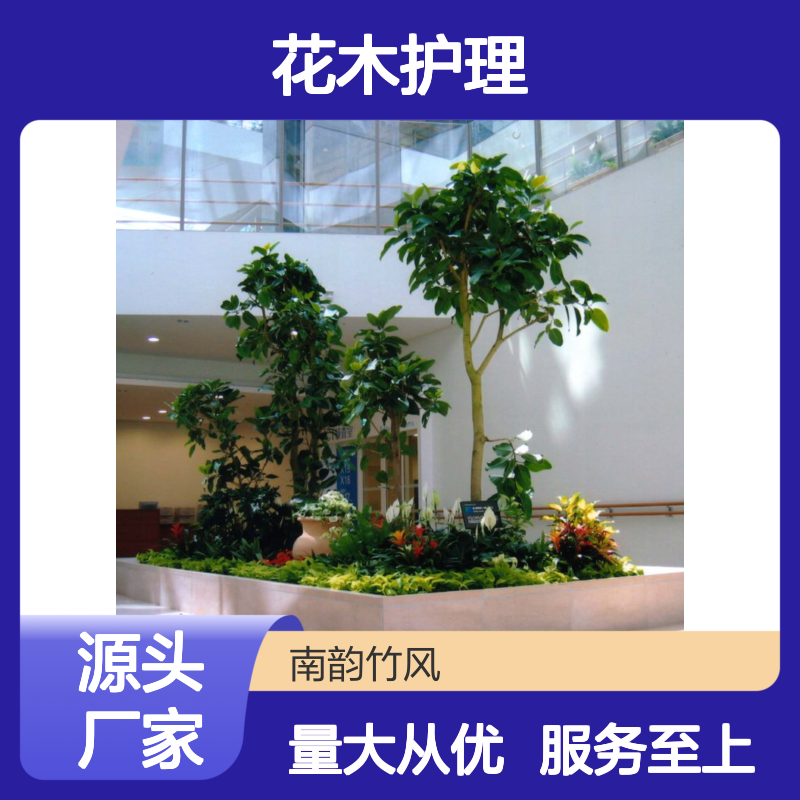 南韵竹风花木护理 植物租赁服务 品种多样 成活率高