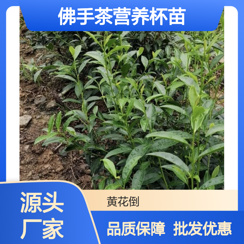 佛手茶营养杯苗 产地批发送货上门 品质优良 培育专业