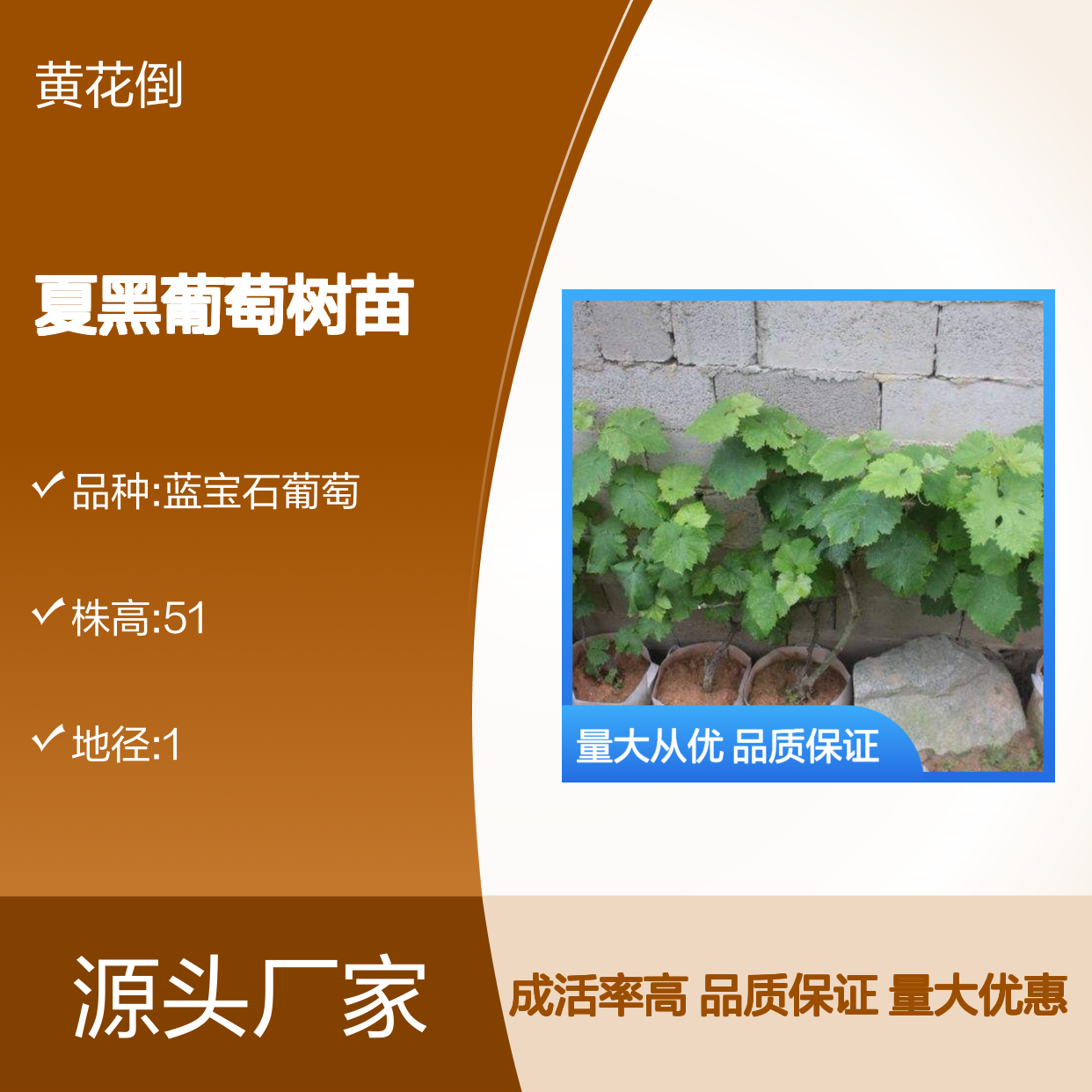 夏黑葡萄树苗 劈接嫁接 露地扦插 成活率高 管理便捷