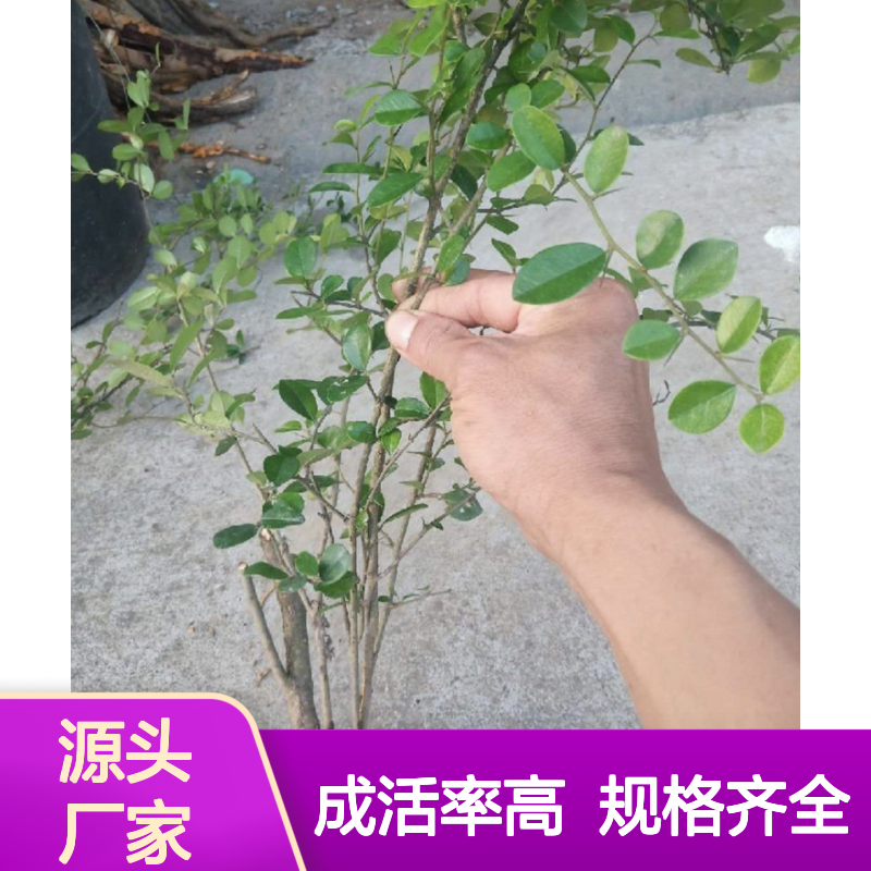 产地直发假荔枝种苗 多年生根系发达成活高规格齐全
