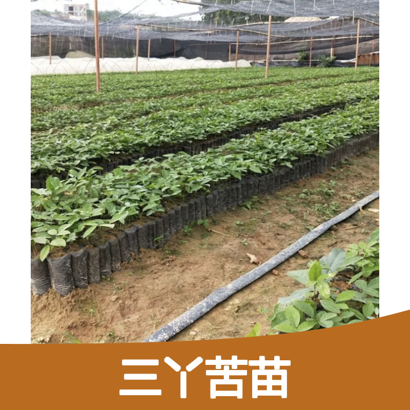 三丫苦苗 芸香科三叉苦植物 批发基地直供 生长缓慢