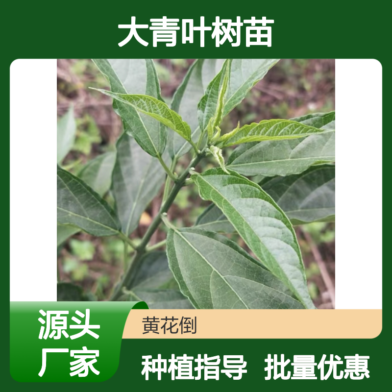 大青叶种植园 优质大青叶树苗 批发供应 技术指导