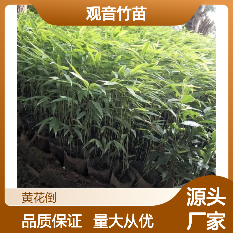 观音竹苗基地直供 批发零售 品种优良 适应性强