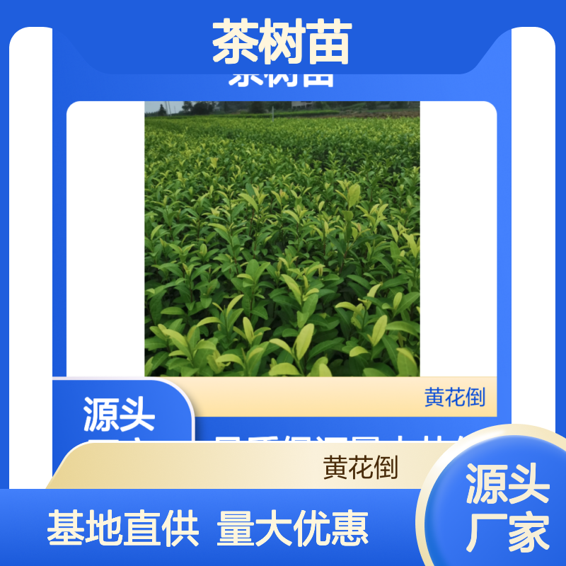 福云6号优质茶树苗 基地直供 技术领先 品种纯正